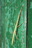 Mediterranean Stick Insect - Photo (c) gp_chiatante, some rights reserved (CC BY-NC), uploaded by gp_chiatante