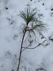 Pinus sibirica