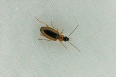 Agonum daimio