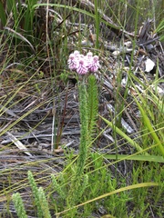 Lachnospermum umbellatum