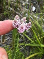 Lachnospermum umbellatum