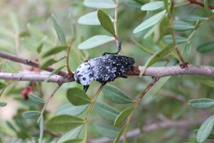 Capnodis cariosa