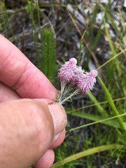 Lachnospermum umbellatum