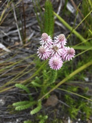 Lachnospermum umbellatum