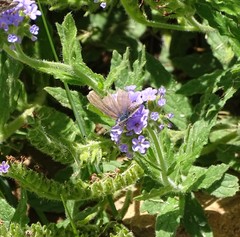Zizeeria knysna