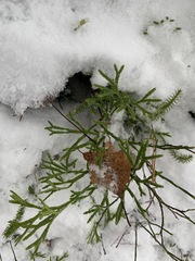 Diphasiastrum complanatum