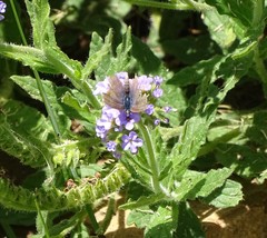 Zizeeria knysna