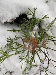 Diphasiastrum complanatum