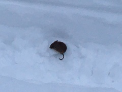 Clethrionomys glareolus