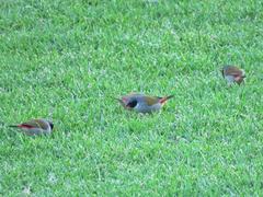 Coccopygia melanotis