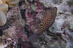 Canthigaster janthinoptera