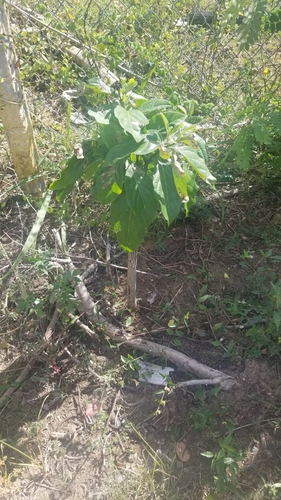 Cordia collococca - Leaves