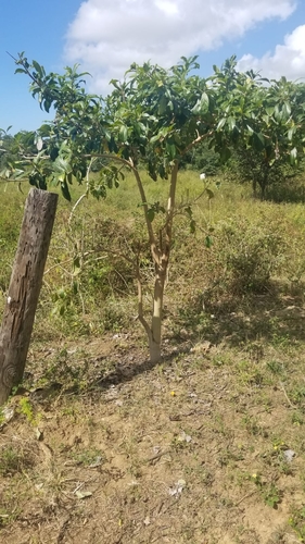 Cordia collococca - Whole tree