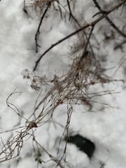 Equisetum sylvaticum