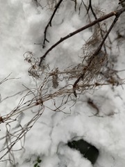 Equisetum sylvaticum