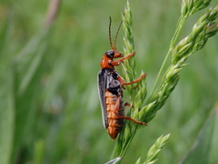 Cantharis annularis