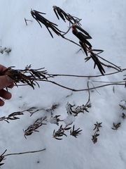 Rhododendron tomentosum