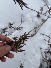 Rhododendron tomentosum