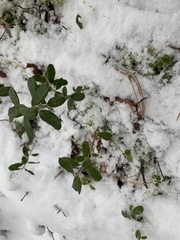 Vaccinium vitis-idaea