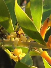 Persoonia lanceolata