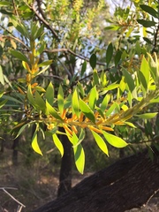 Persoonia lanceolata