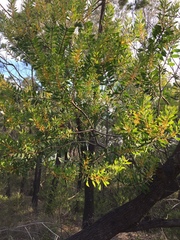 Persoonia lanceolata