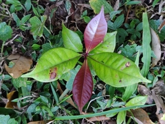 Syzygium hemisphericum
