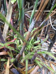Drosera