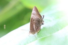 Arhopala micale
