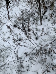 Rhododendron tomentosum