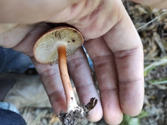 Inocybe tricolor