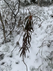 Rhododendron tomentosum