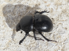 Thorectes lusitanicus