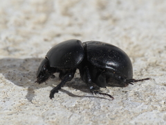 Thorectes lusitanicus