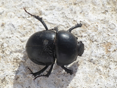 Thorectes lusitanicus