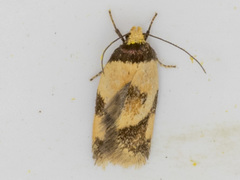 Thapsinotypa anthemodes