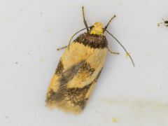 Thapsinotypa anthemodes