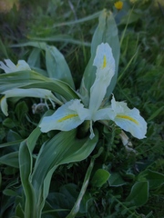 Iris palaestina