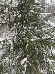 Picea obovata