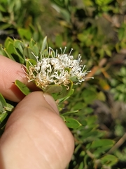 Hakea ruscifolia