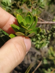 Hakea ruscifolia