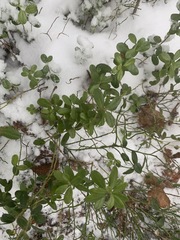 Vaccinium vitis-idaea