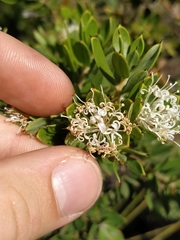 Hakea ruscifolia