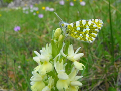 Euchloe ausonia
