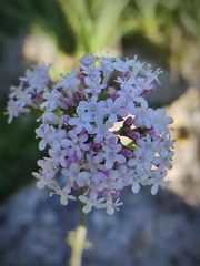 Valeriana italica