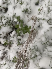 Equisetum sylvaticum