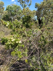 Hakea ruscifolia