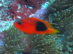 Amphiprion ephippium