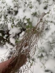 Equisetum sylvaticum