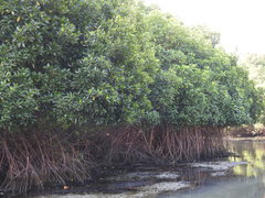 Rhizophora mucronata